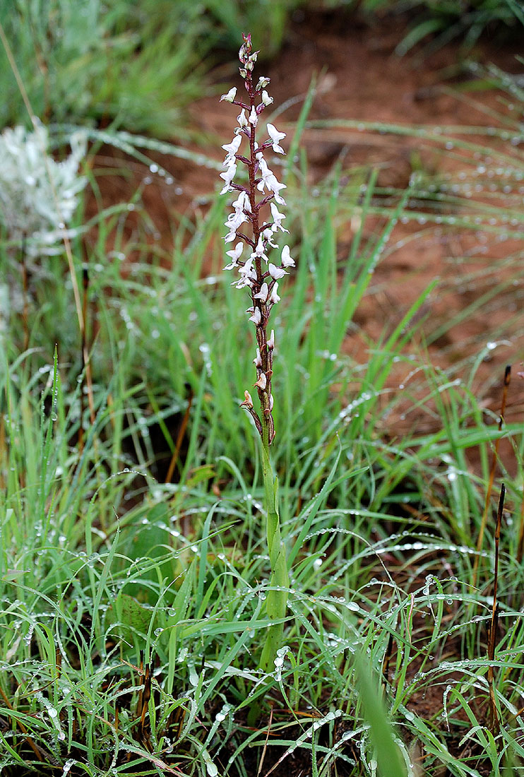 Disa aconitoides subsp. concinna