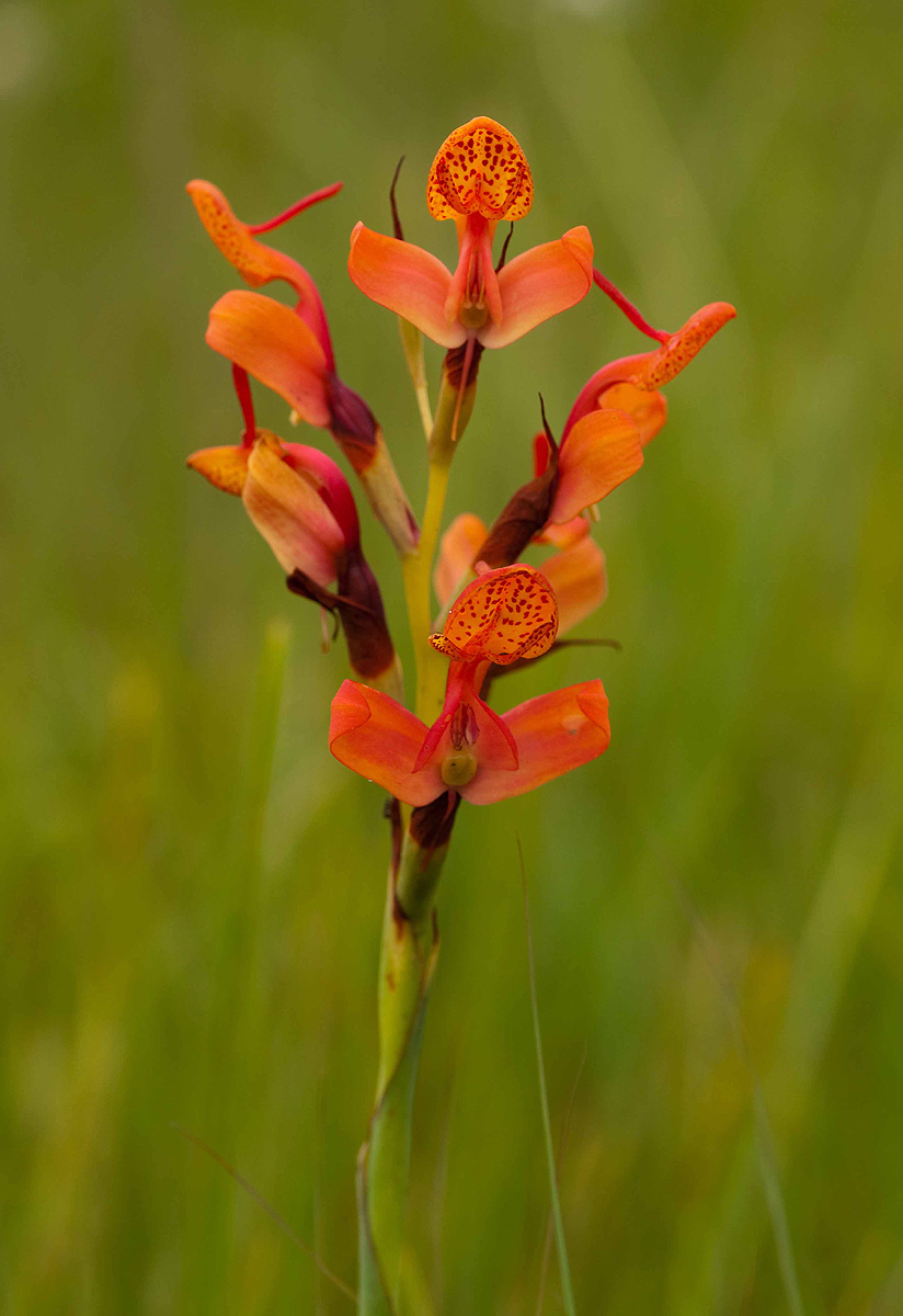 Disa erubescens subsp. erubescens Disa erubescens subsp. erubescens
