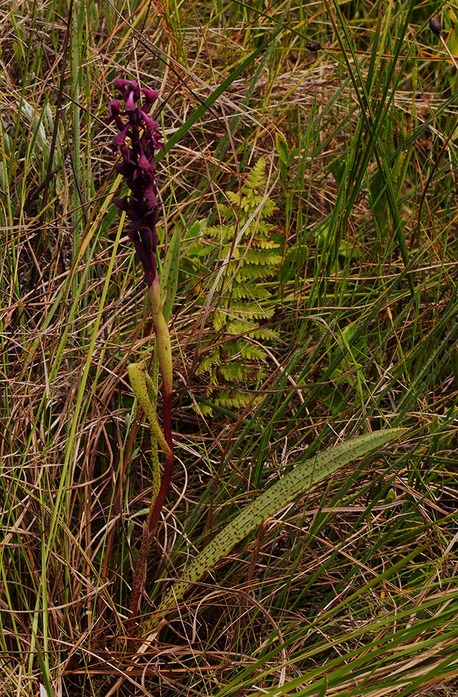 Disa hircicornis