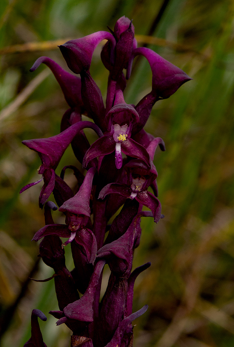 Disa hircicornis