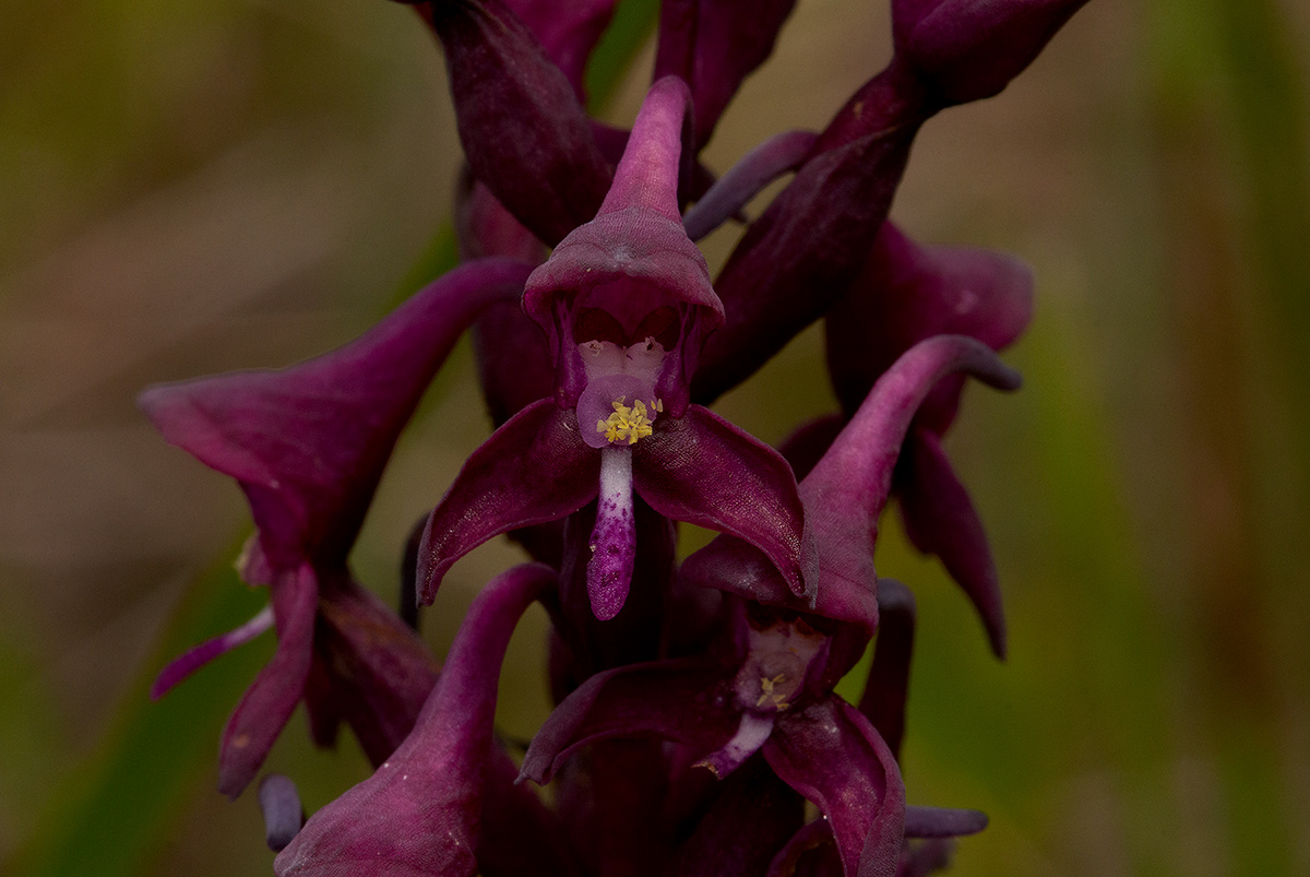 Disa hircicornis
