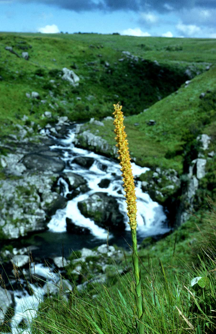 Disa ochrostachya Disa ochrostachya