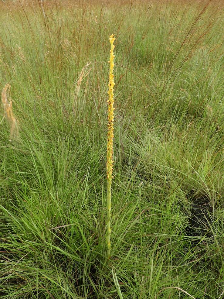 Disa ochrostachya