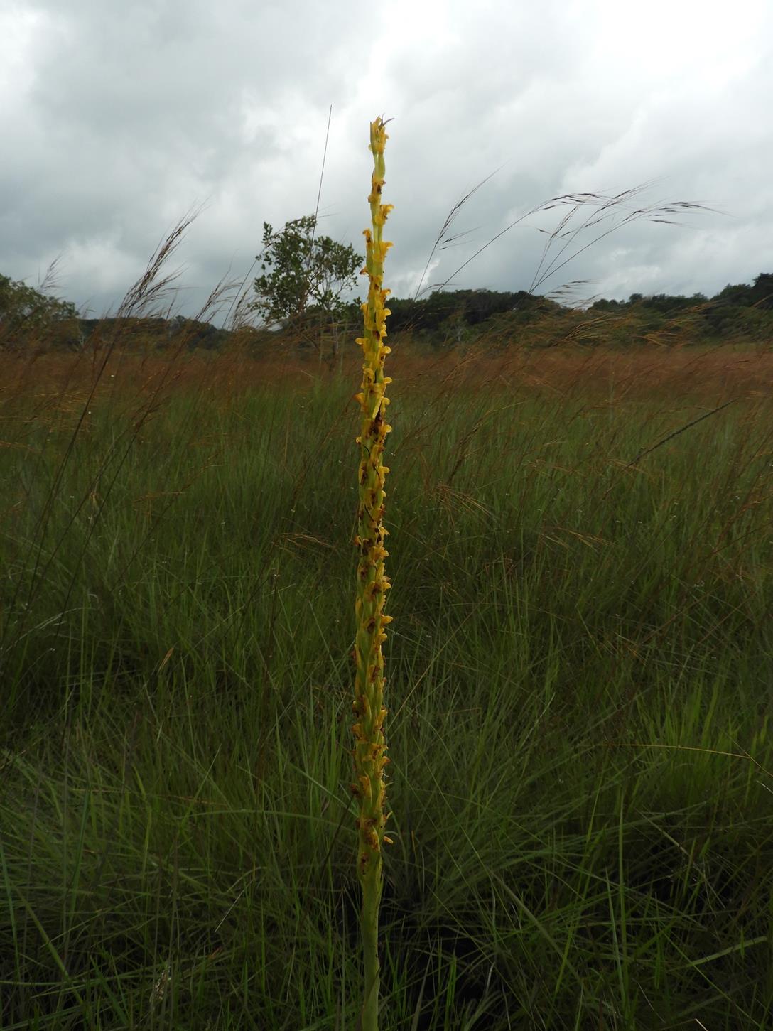 Disa ochrostachya Disa ochrostachya