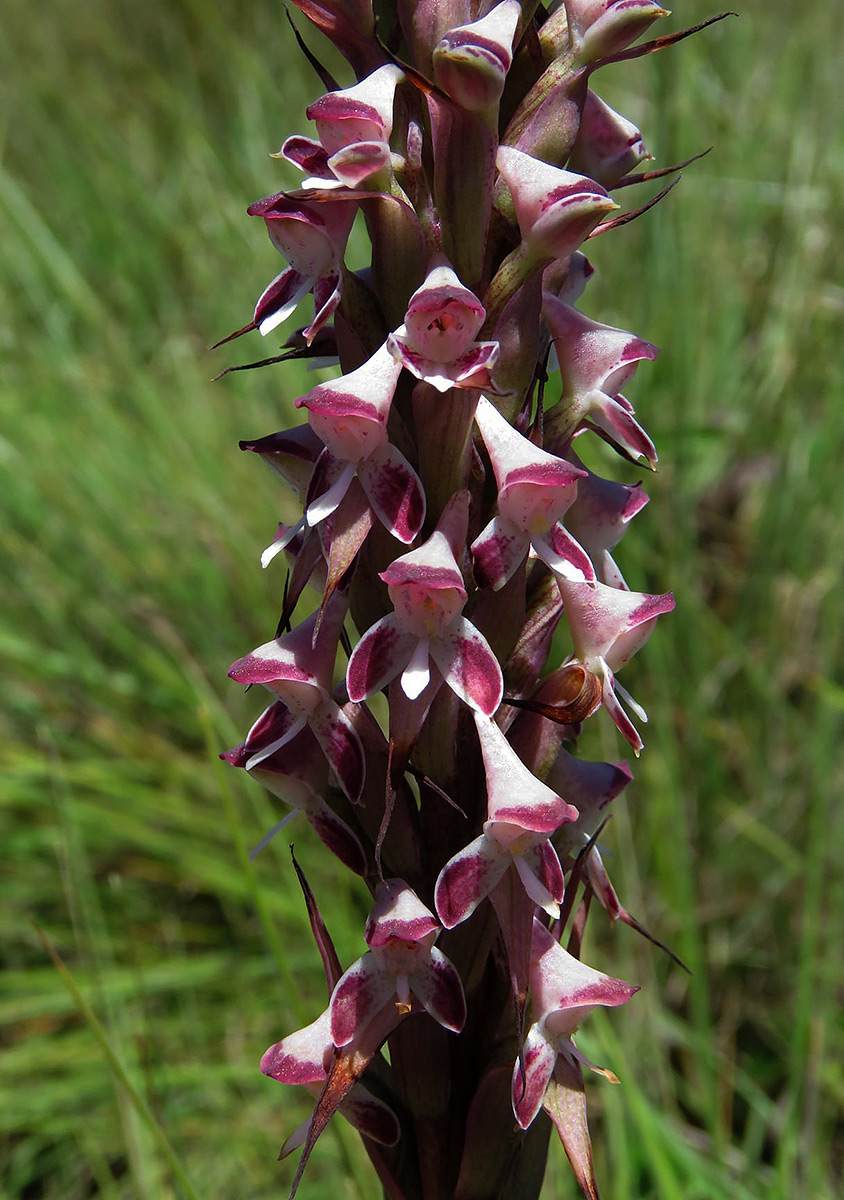 Disa perplexa