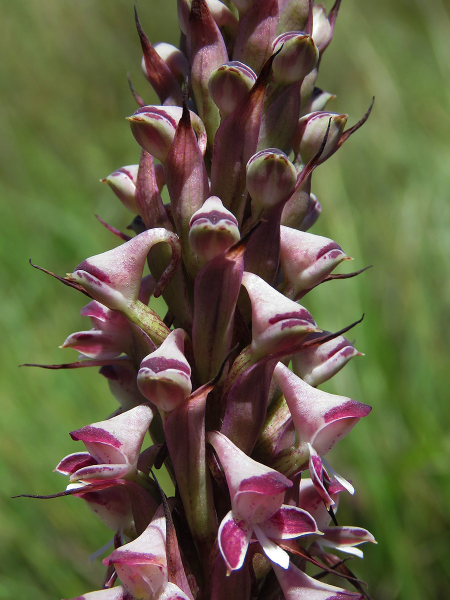 Disa perplexa