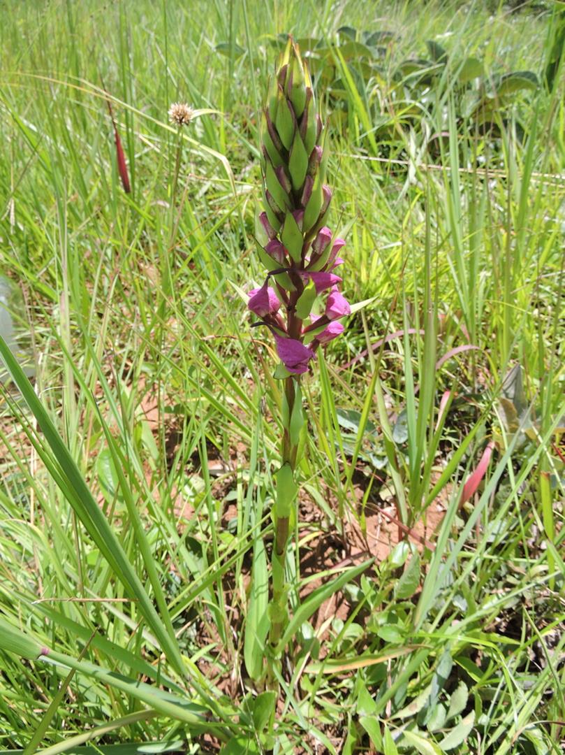 Disa walleri Disa walleri