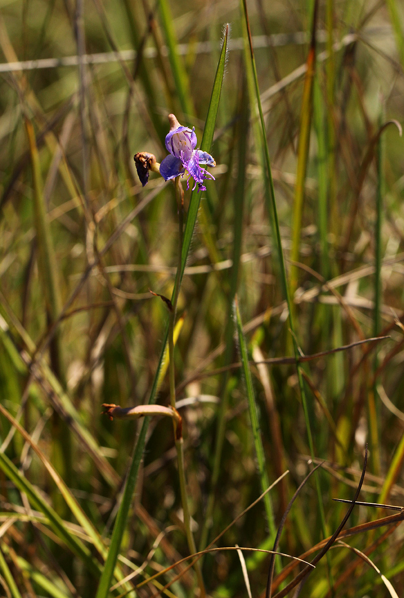 Disa baurii Disa baurii