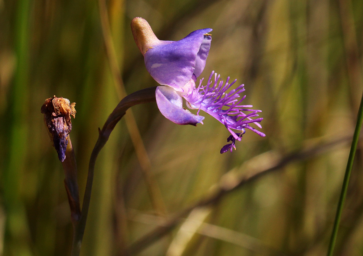 Disa baurii Disa baurii