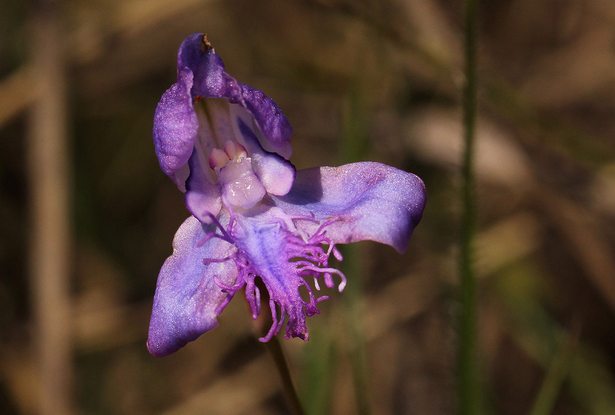 Disa baurii Disa baurii