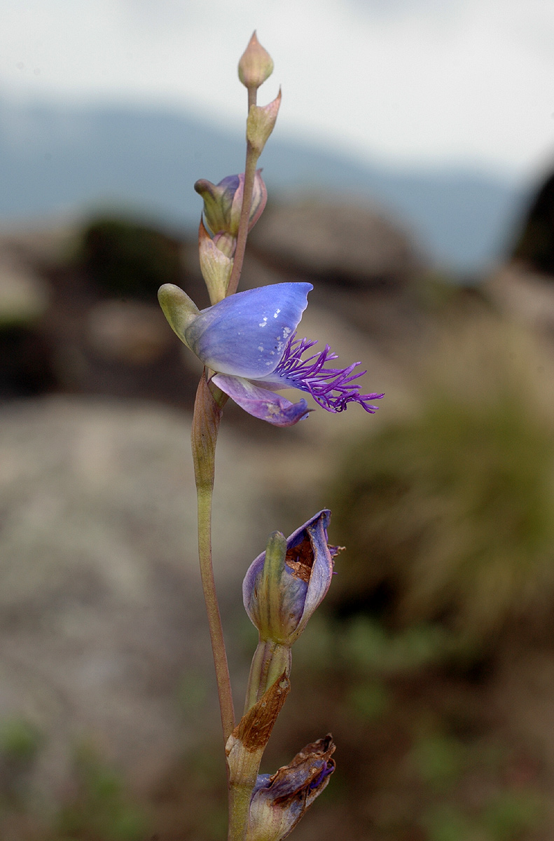 Disa baurii Disa baurii