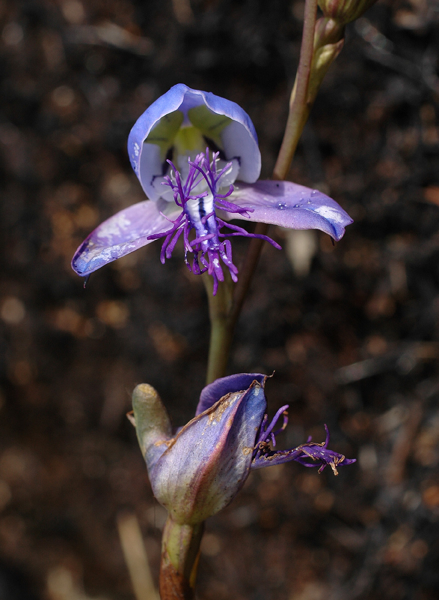 Disa baurii Disa baurii