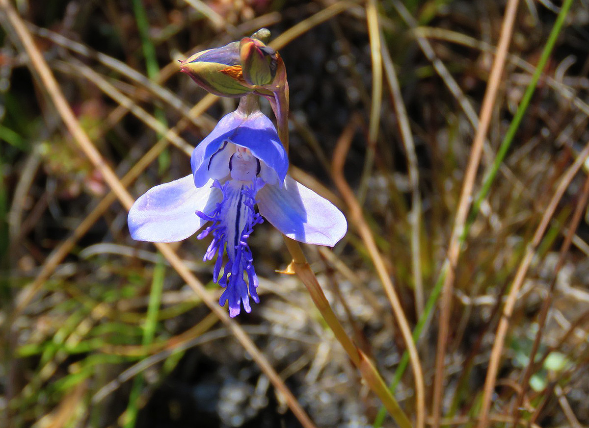 Disa baurii Disa baurii