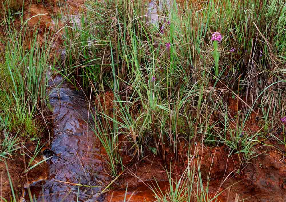 Satyrium breve Satyrium breve