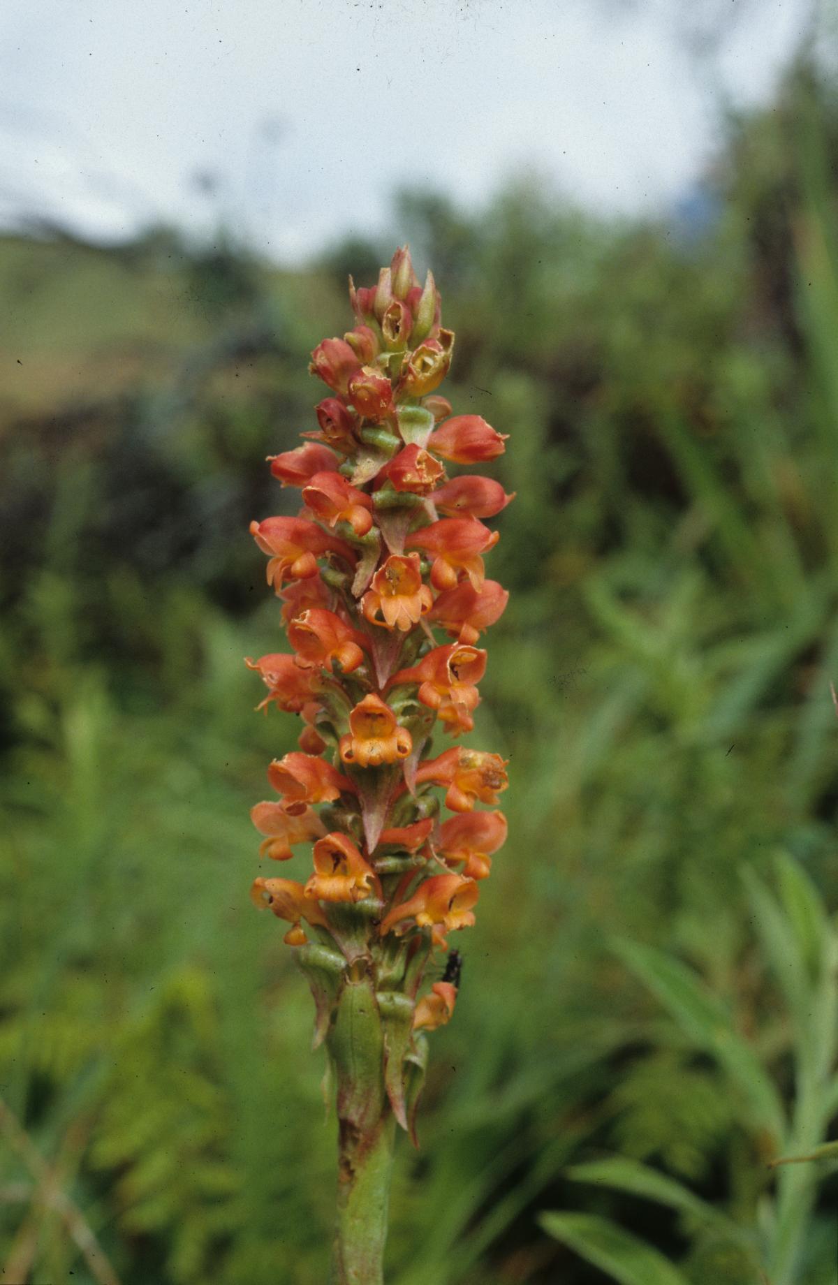 Satyrium sceptrum