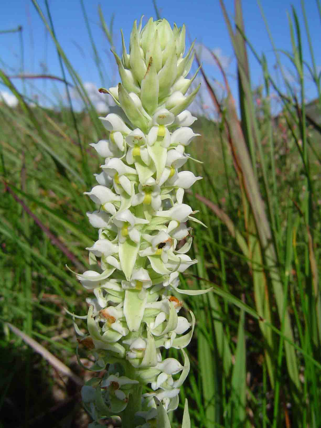 Satyrium trinerve