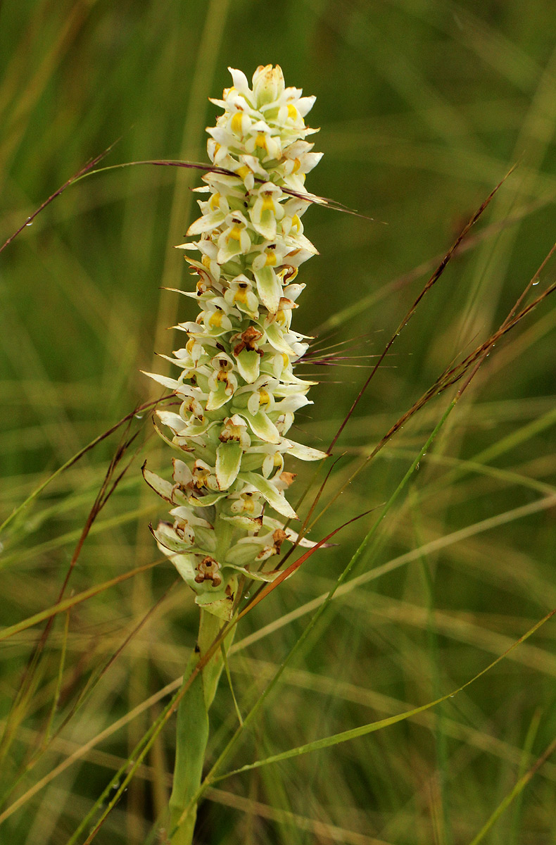 Satyrium trinerve