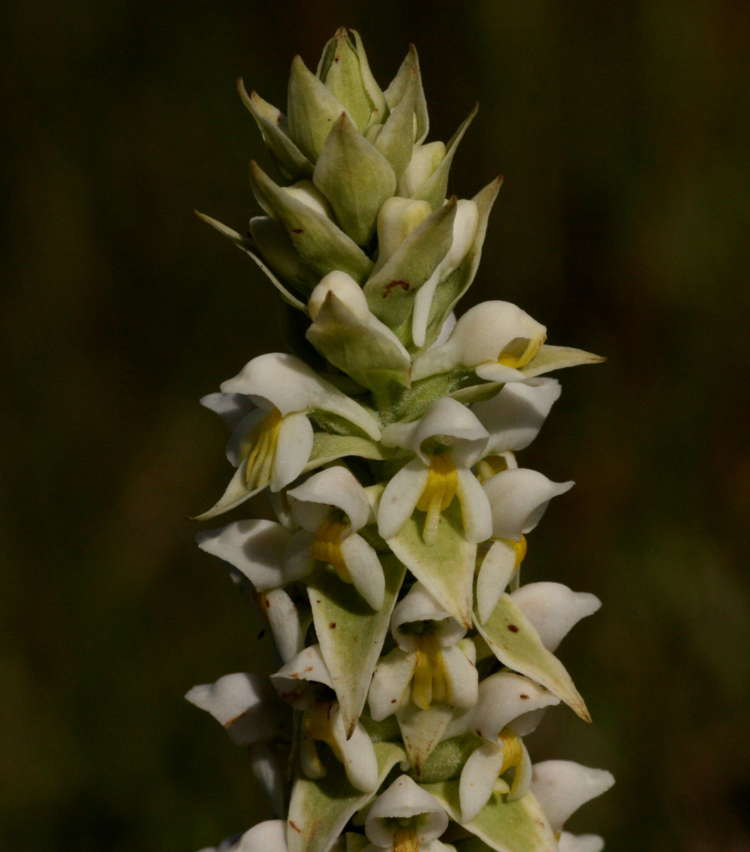 Satyrium trinerve