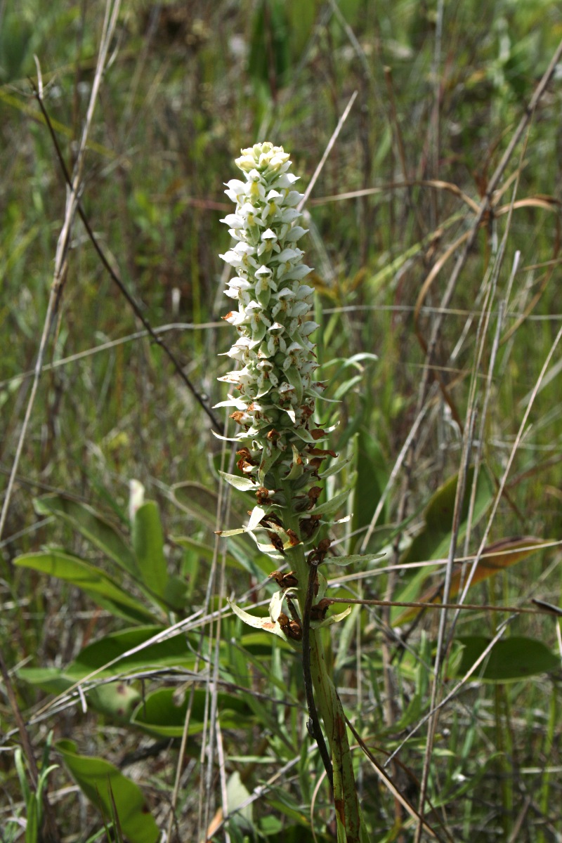 Satyrium trinerve