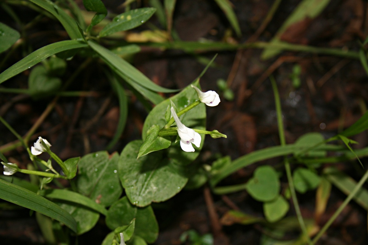 Disperis anthoceros Disperis anthoceros