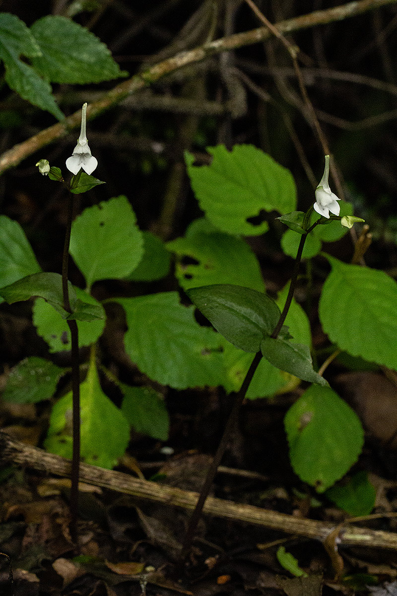 Disperis anthoceros Disperis anthoceros