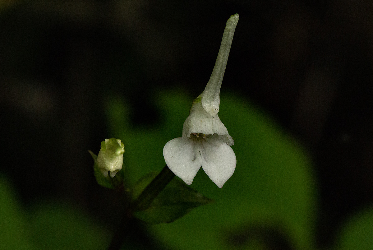 Disperis anthoceros Disperis anthoceros