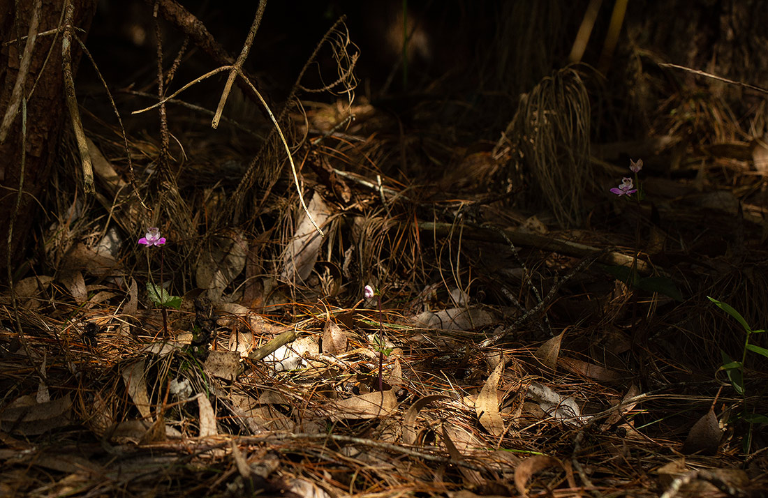 Disperis dicerochila