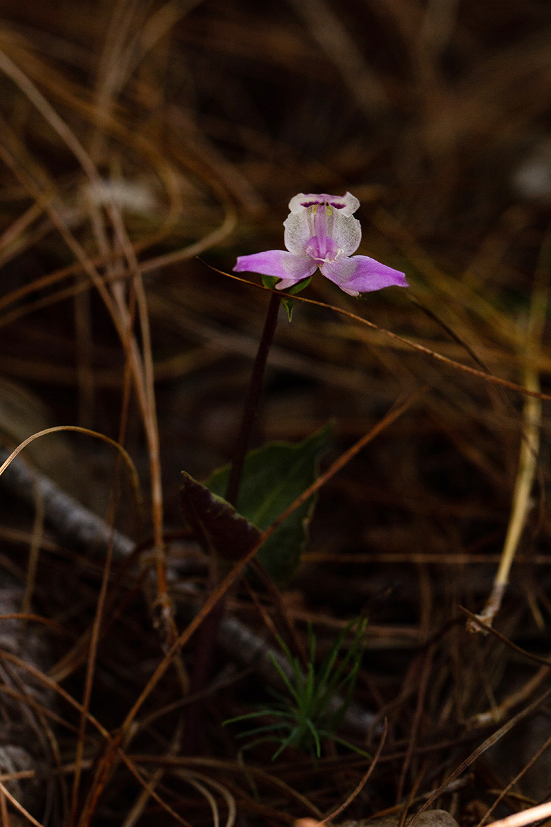 Disperis dicerochila Disperis dicerochila