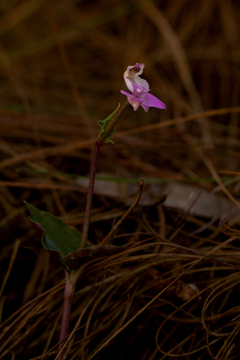 Disperis dicerochila Disperis dicerochila