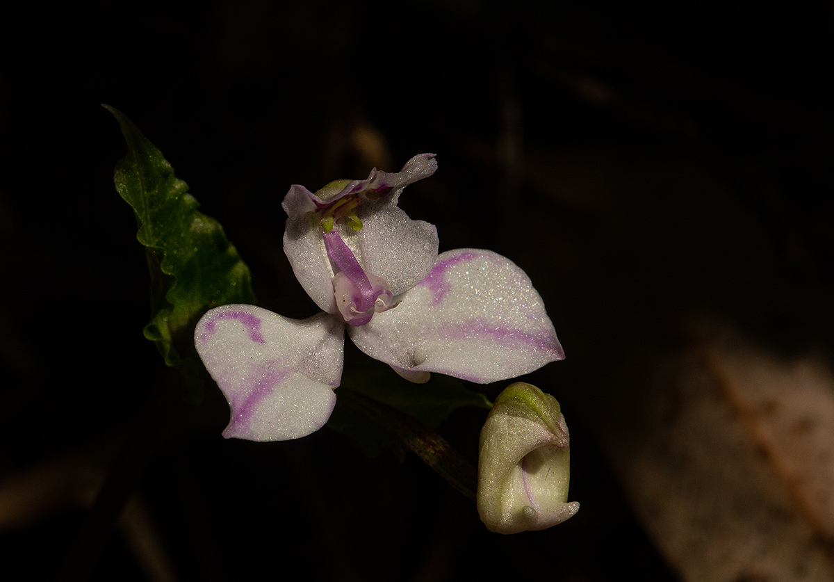 Disperis dicerochila Disperis dicerochila