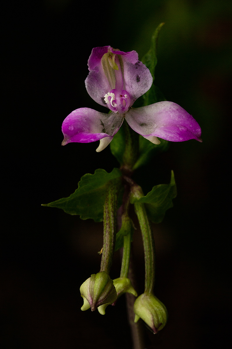 Disperis dicerochila Disperis dicerochila