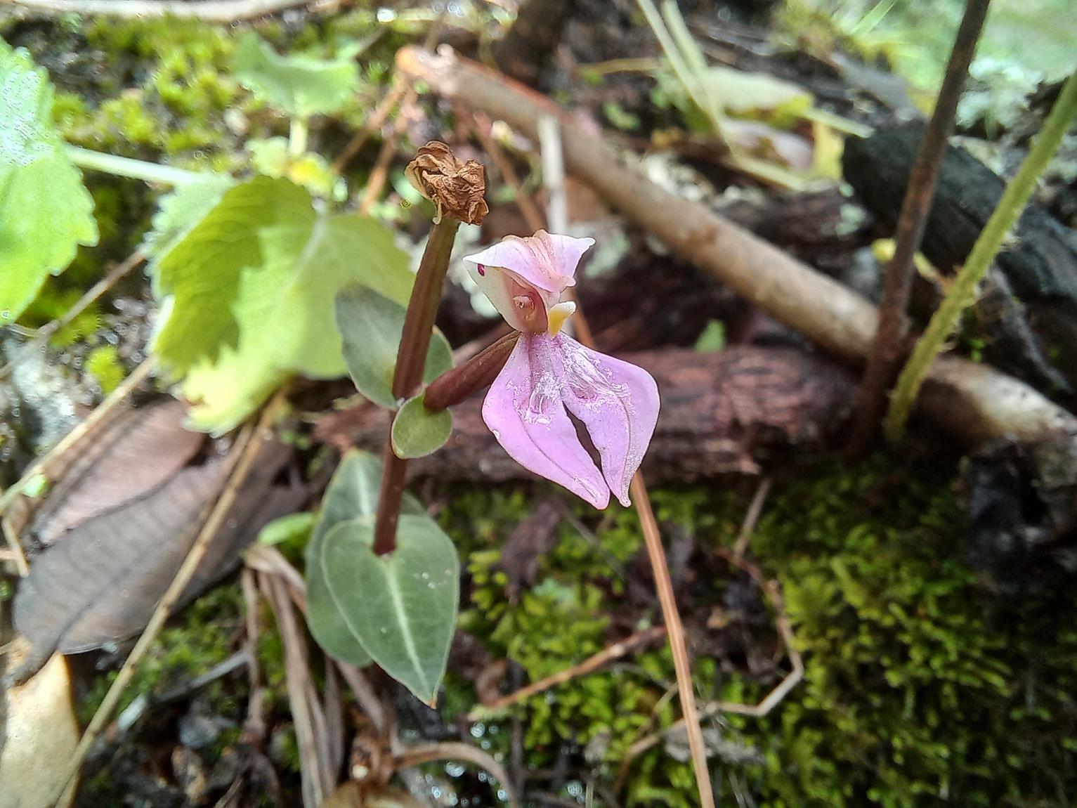 Disperis reichenbachiana