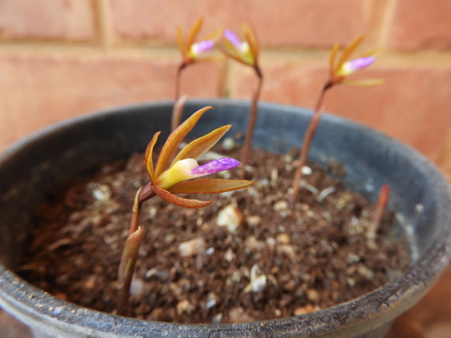 Nervilia adolphi var. adolphi