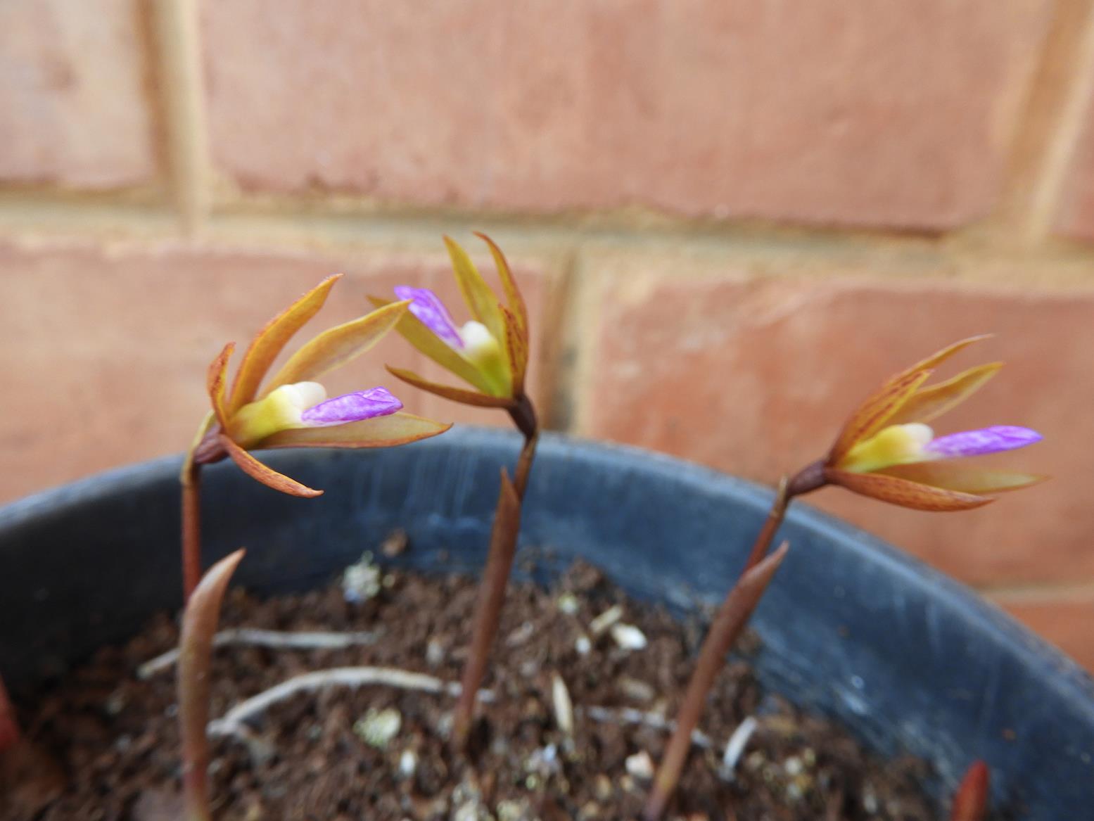 Nervilia adolphi var. adolphi Nervilia adolphi var. adolphi