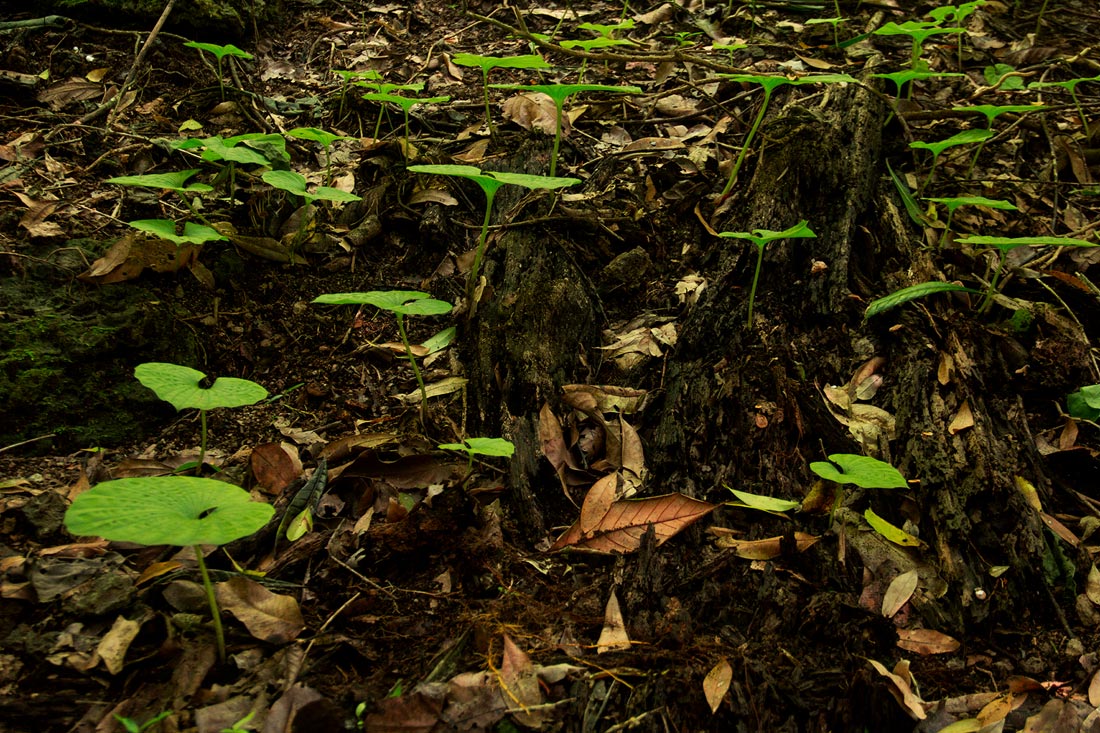 Nervilia bicarinata Nervilia bicarinata