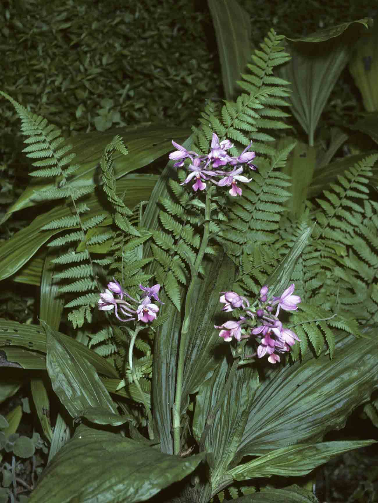 Calanthe sylvatica Calanthe sylvatica