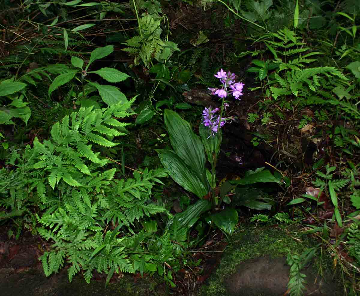 Calanthe sylvatica