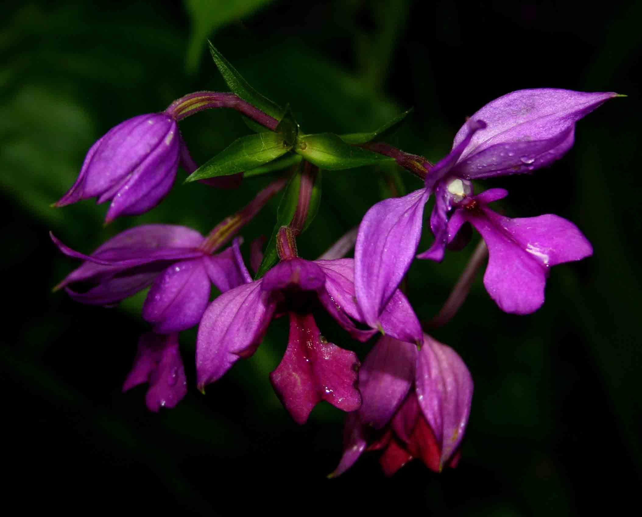 Calanthe sylvatica