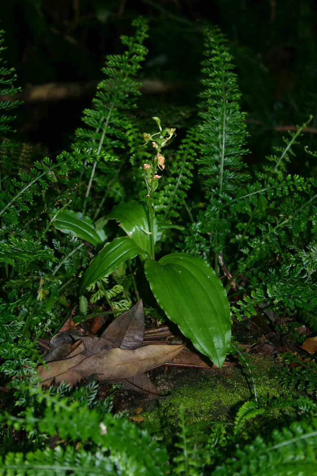 Liparis bowkeri Liparis bowkeri