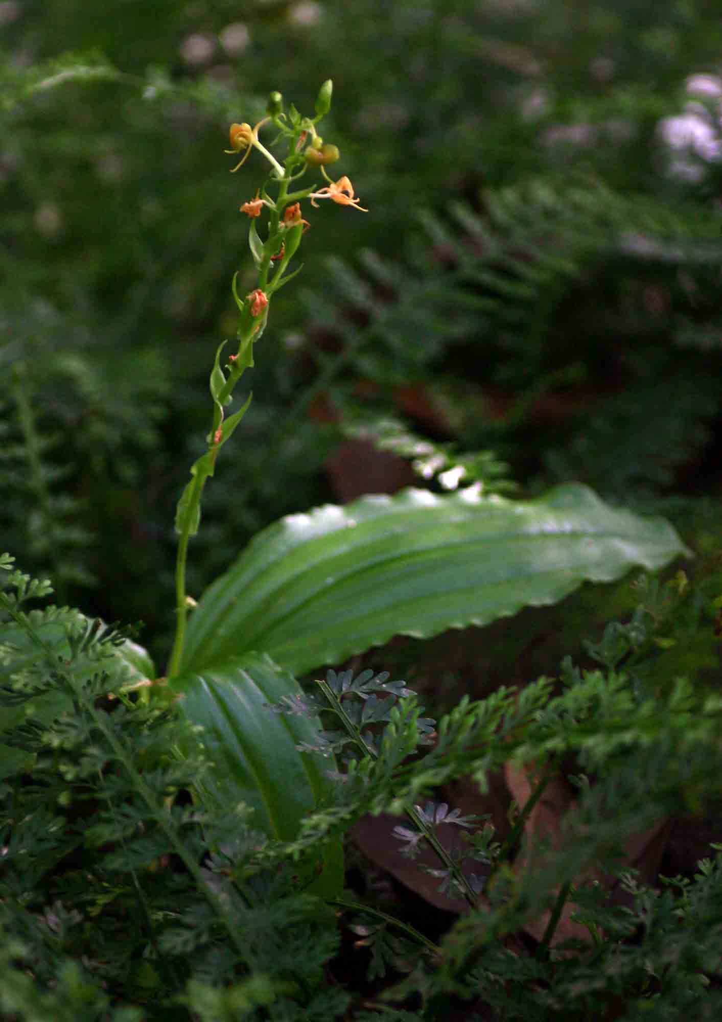 Liparis bowkeri Liparis bowkeri