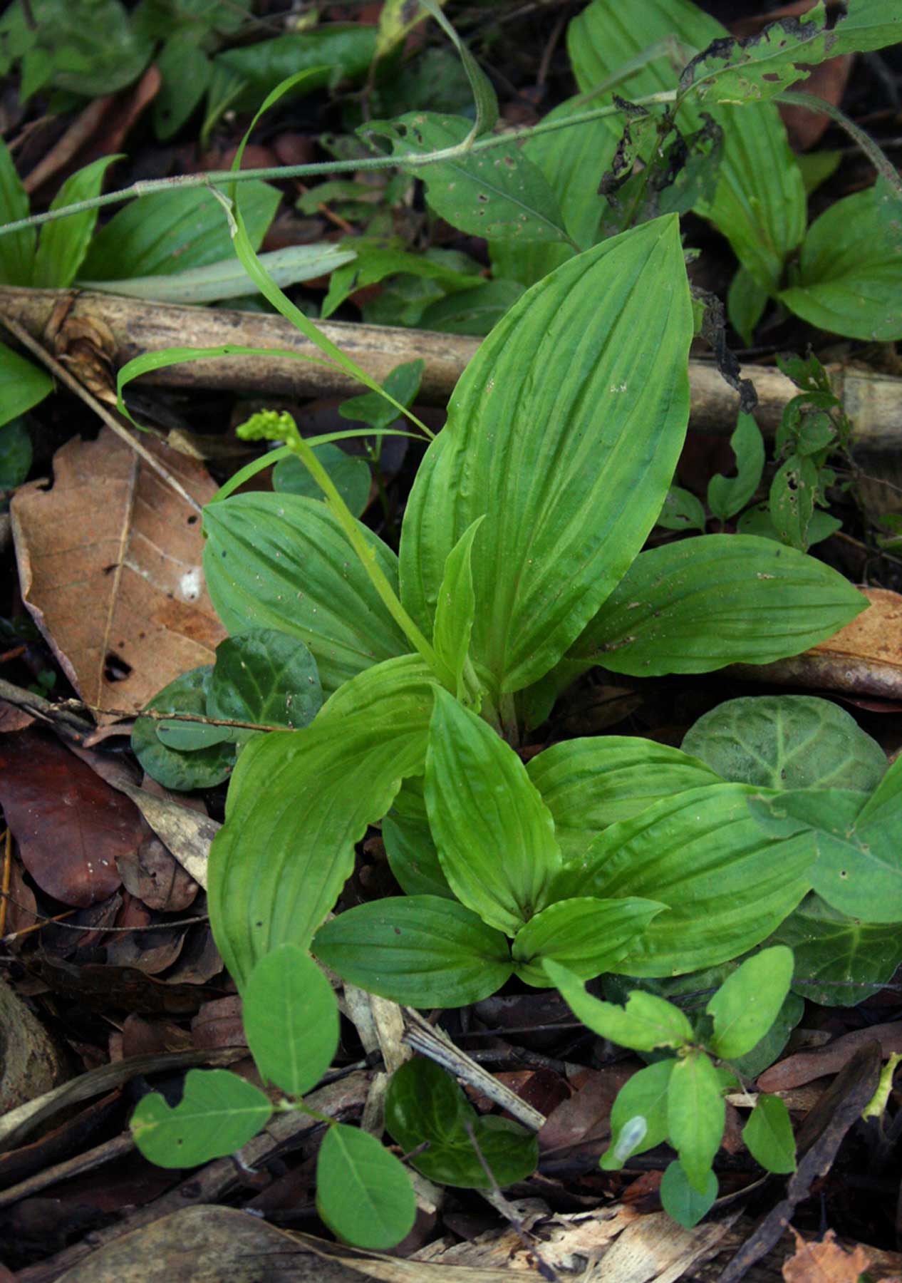Liparis bowkeri Liparis bowkeri