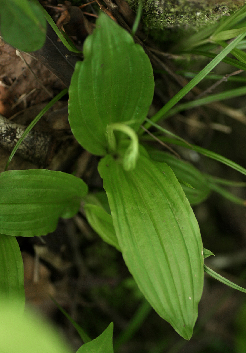 Liparis bowkeri Liparis bowkeri