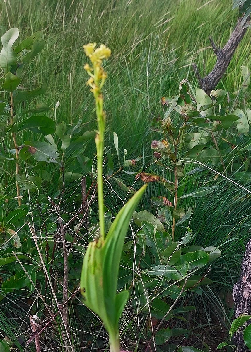 Liparis nervosa