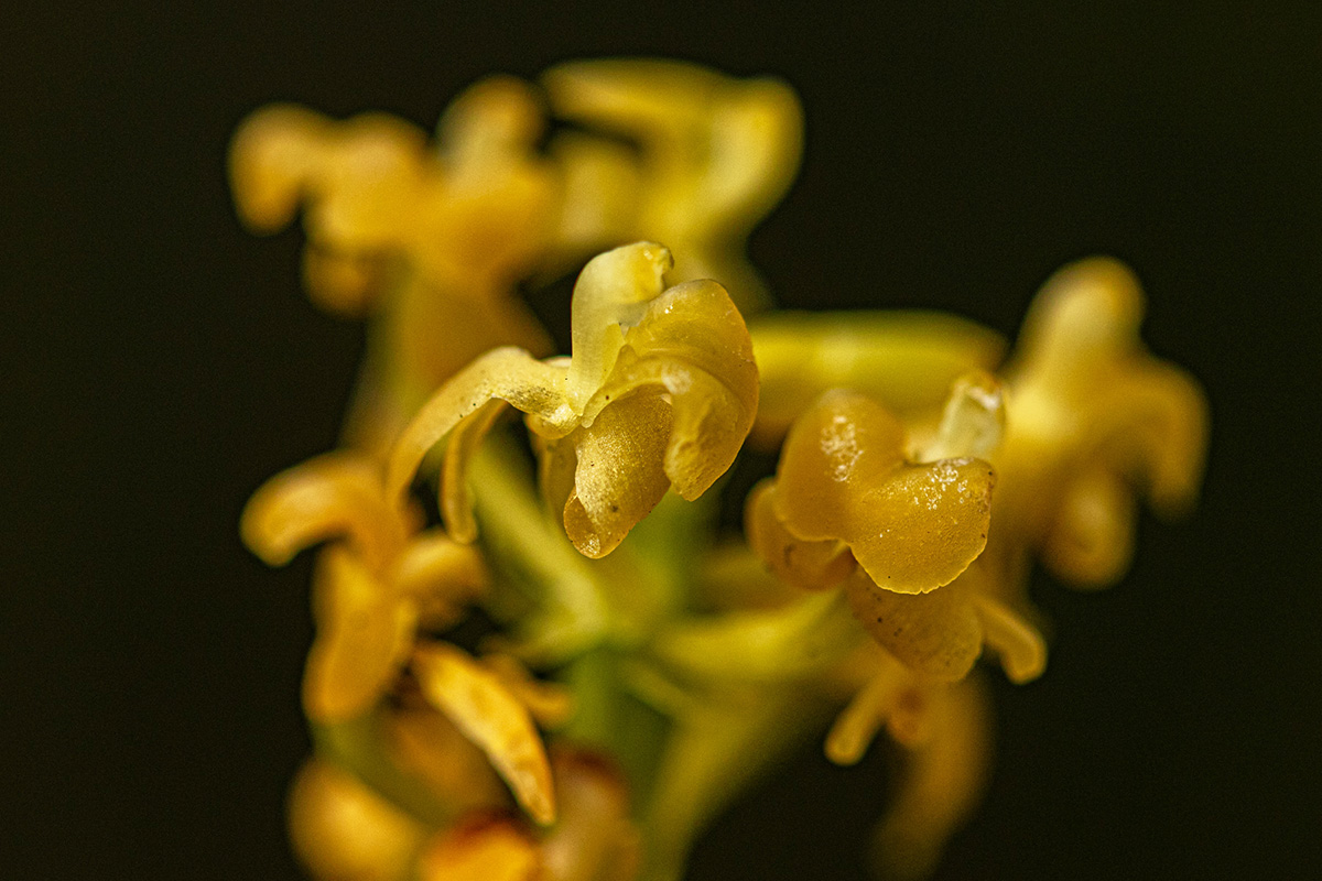 Liparis nervosa