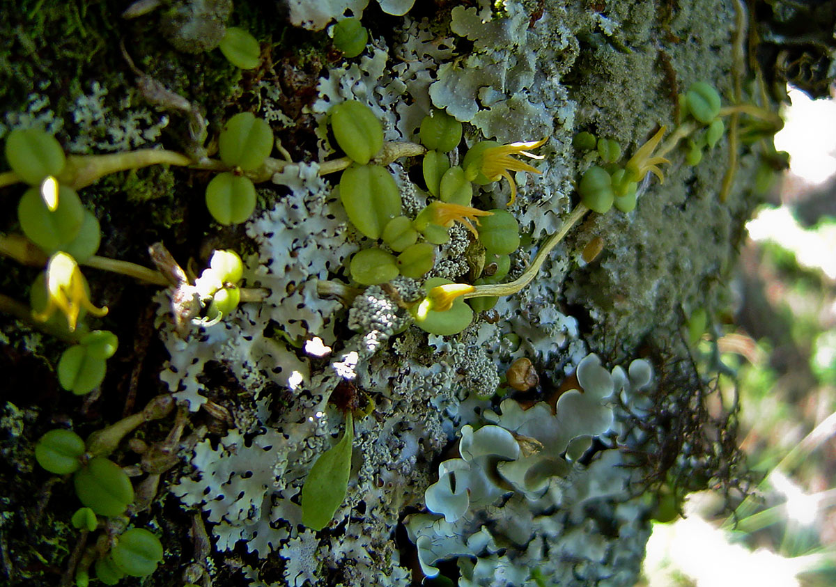 Stolzia repens var. repens Stolzia repens var. repens