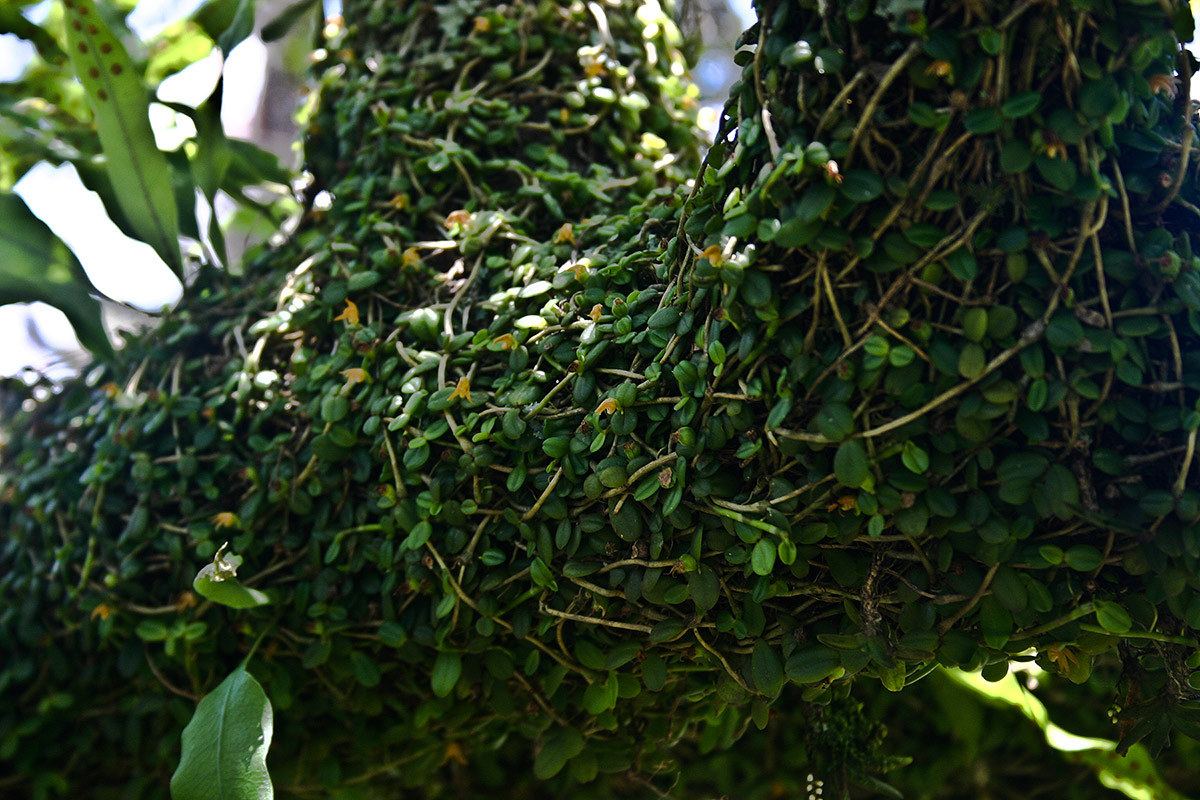 Stolzia repens var. repens