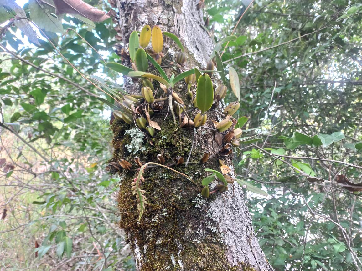Bulbophyllum encephalodes Bulbophyllum encephalodes