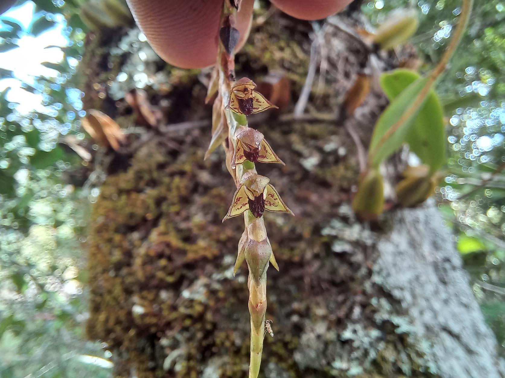 Bulbophyllum encephalodes Bulbophyllum encephalodes