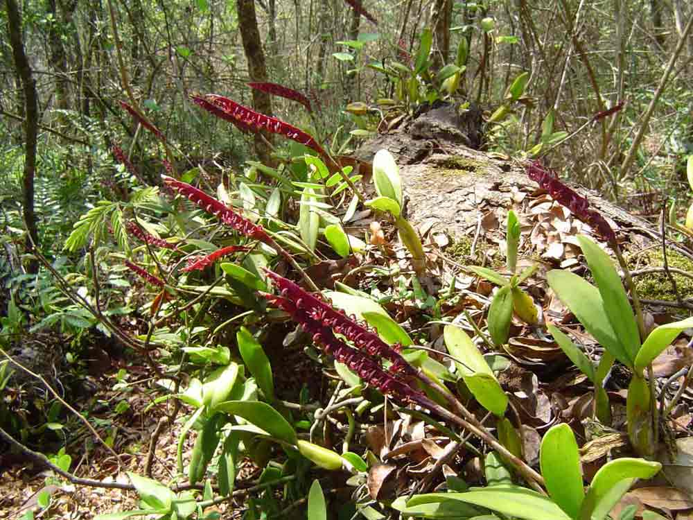 Bulbophyllum scaberulum Bulbophyllum scaberulum