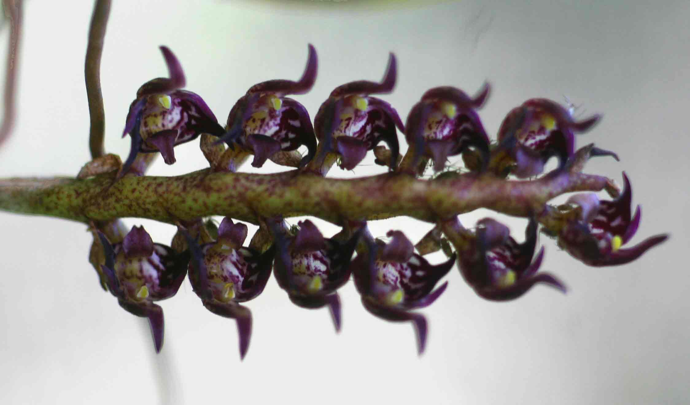 Bulbophyllum scaberulum Bulbophyllum scaberulum